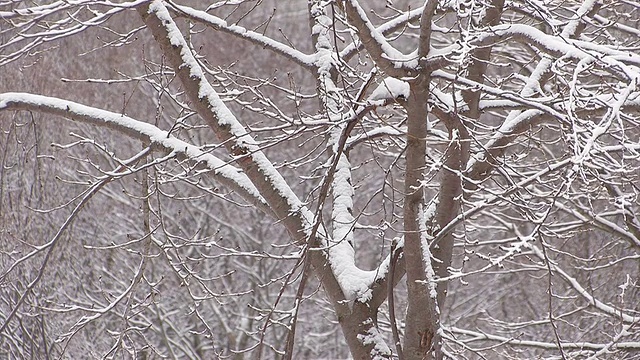 日本青森市hakkoda山的树上飘落着雪花视频素材