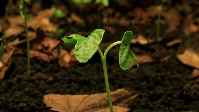 牵牛花生长时间推移-缓慢移动视频下载