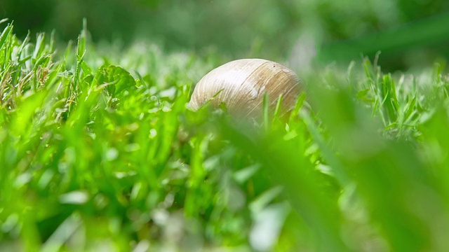 欧洲肺蜗牛视频素材