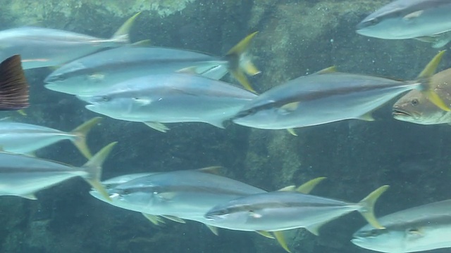 水族馆鱼类显示视频素材