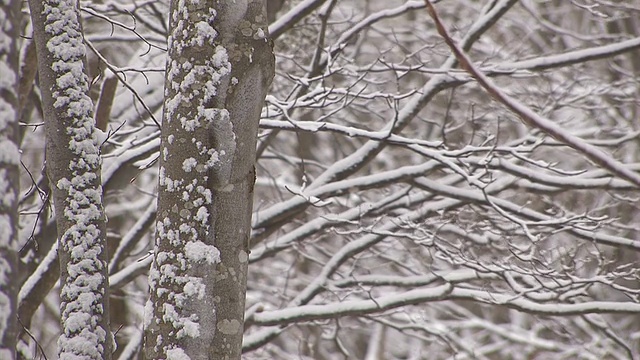 日本青森市hakkoda山的树上飘落着雪花视频素材