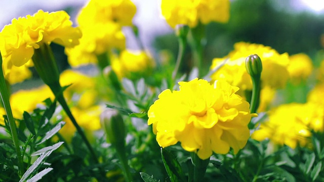 黄色的金盏花花视频下载