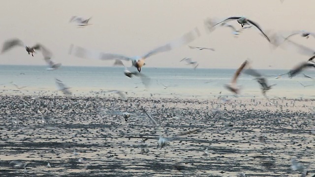 海鸥在海面上飞翔视频素材