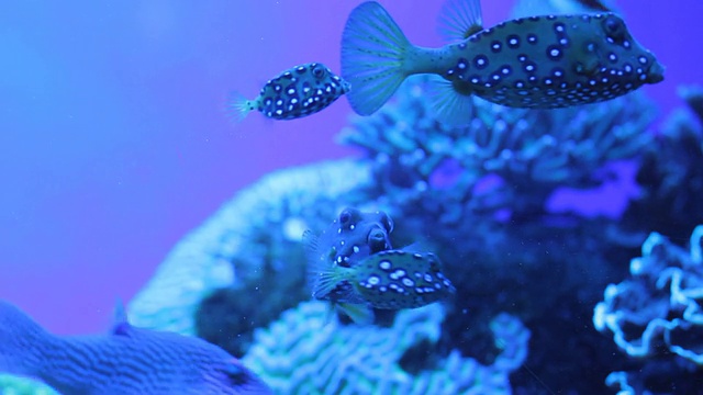 水族馆视频素材