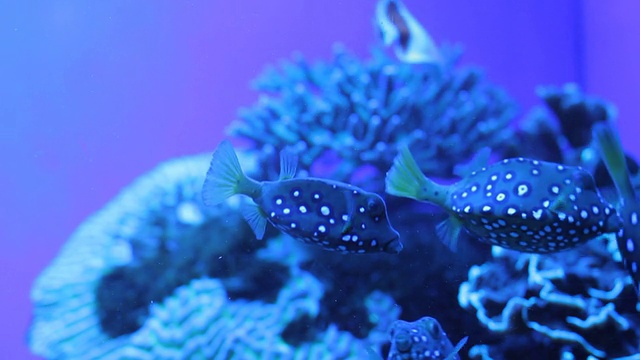 水族馆视频素材