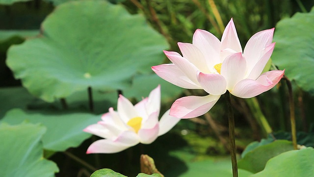 莲花视频素材