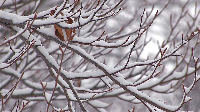 日本青森市hakkoda山的树上飘落着雪花视频素材