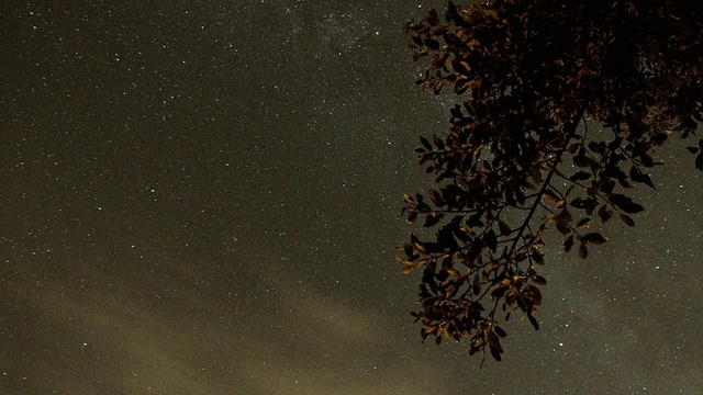 夜空中树木的低角度视图视频下载