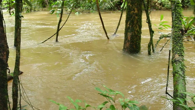 上涨的河流附近被洪水淹没的雨林视频素材