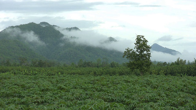 泰国有山的木薯田视频素材