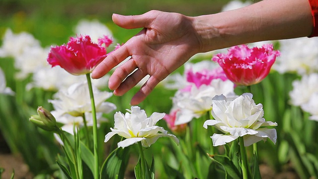 手触花特写视频素材