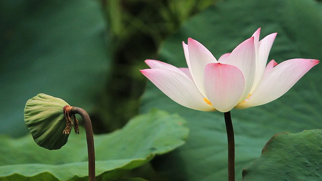 莲花视频素材