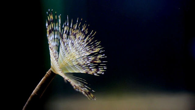 水中的分节蠕虫视频素材