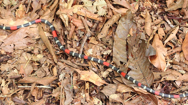 东方带珊瑚蛇(Micrurus lemniscatus)视频素材