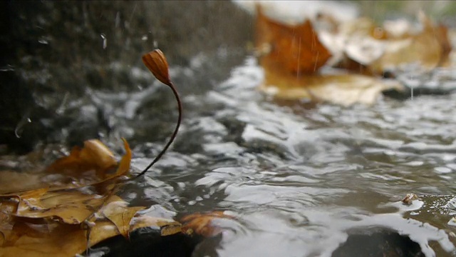 秋天的雨-下水道溪流。视频素材