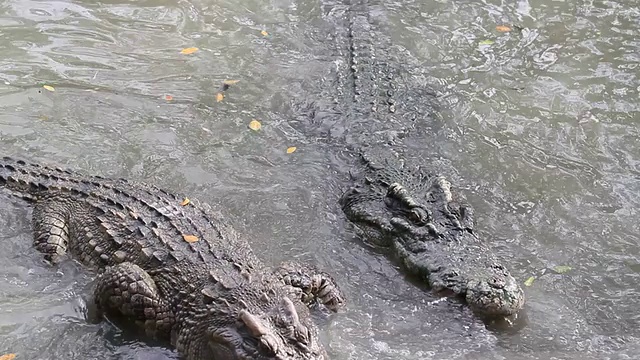 鳄鱼视频素材