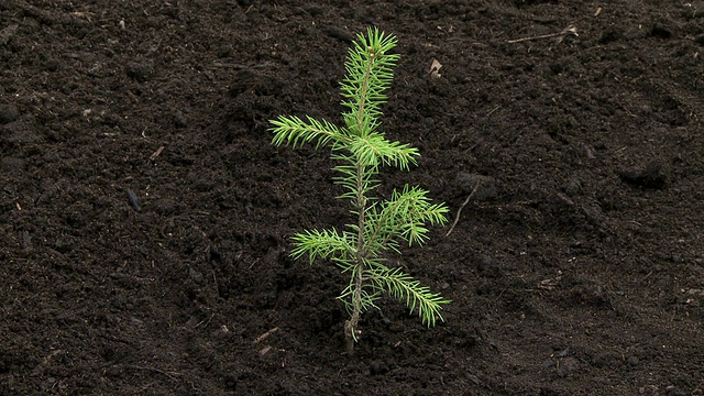 植树视频下载