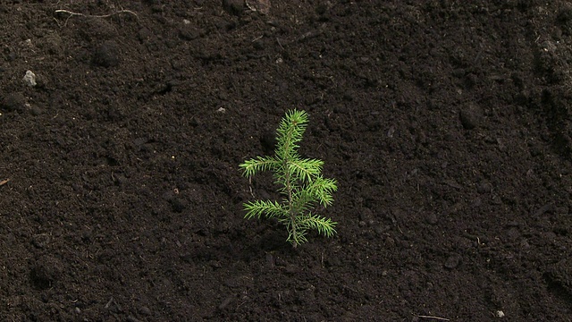 植树视频下载