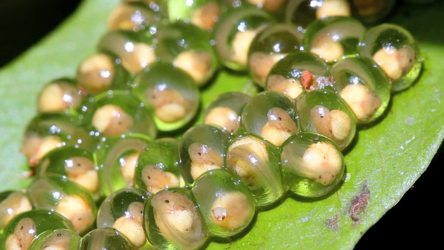 玻璃蛙(Hyalinobatrachium sp.)的卵视频素材