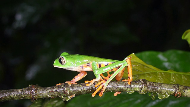 虎纹叶蛙(Phyllomedusa tomopterna)视频素材