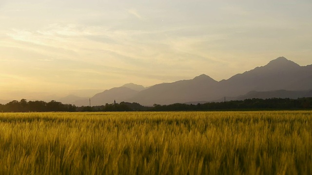 夕阳下的麦田视频素材