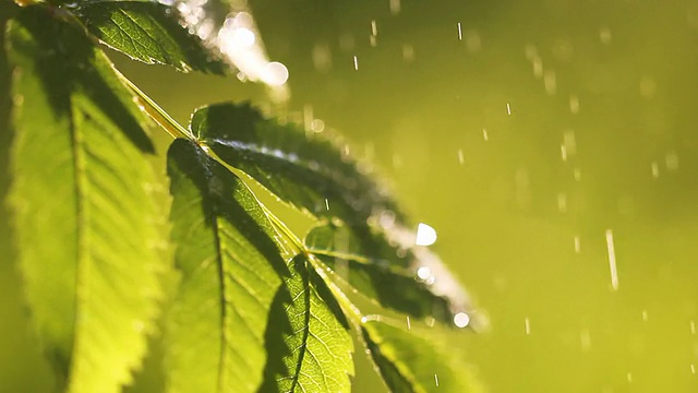 雨滴落在树叶上，特写视频素材