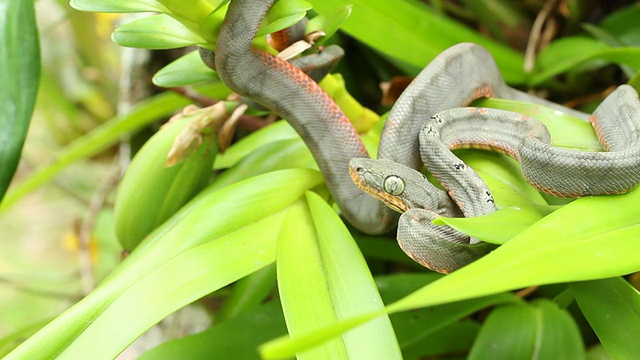 幼年亚马逊树蟒蛇(珊瑚hortulanus)咬视频素材