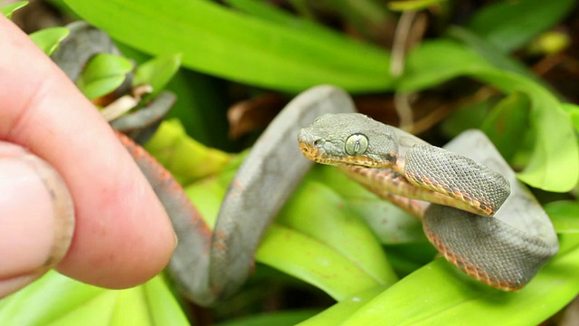 幼年亚马逊树蟒蛇(珊瑚hortulanus)咬视频素材