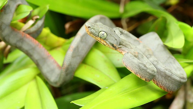 幼年亚马逊树蟒蛇(珊瑚hortulanus)咬视频素材