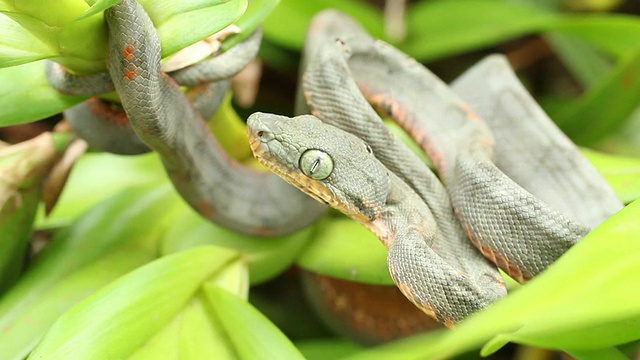 幼年亚马逊树蟒蛇(珊瑚hortulanus)咬视频素材