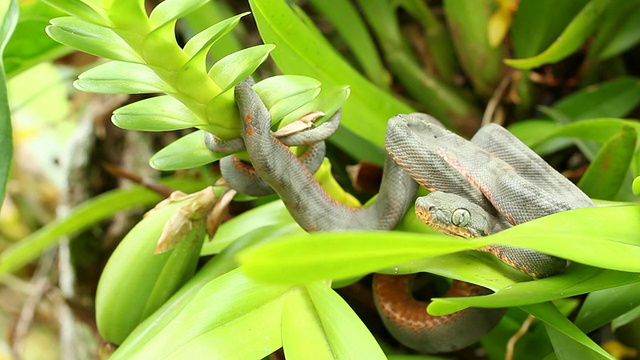 幼年亚马逊树蟒蛇(珊瑚hortulanus)咬视频素材