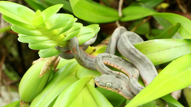 幼年亚马逊树蟒蛇(珊瑚hortulanus)咬视频素材