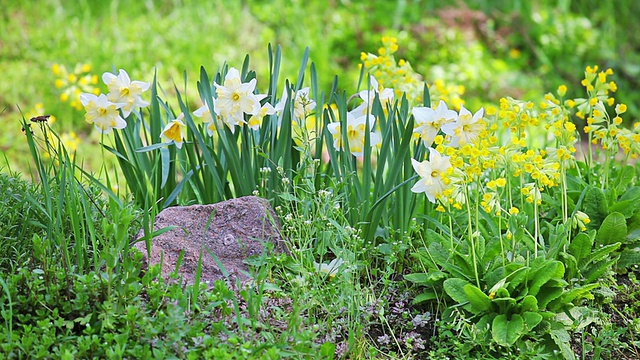 白色和黄色水仙花的景观设计花坛视频素材