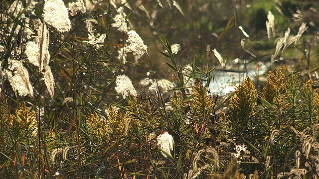 日本山梨县川口湖湖滨草地视频素材