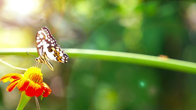 蝴蝶(Chilasa Clytia)视频素材