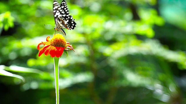 白斑蝶(Chilasa Clytia)视频下载