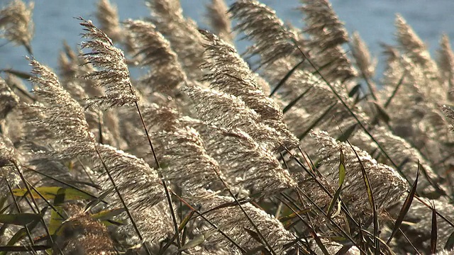 日本银草，在川口湖，山梨县，日本视频素材