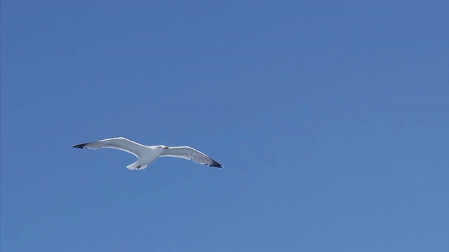 海鸥在蓝天上飞翔视频下载