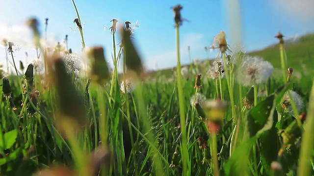 走在蒲公英视频素材