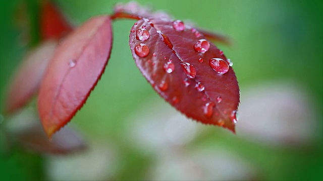 玫瑰叶子雨滴架焦点视频素材