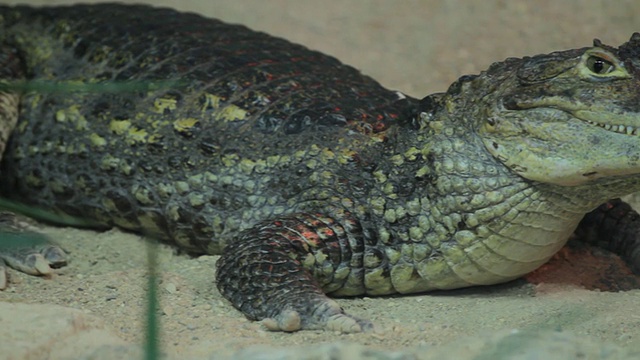 水族馆里的小鳄鱼视频素材