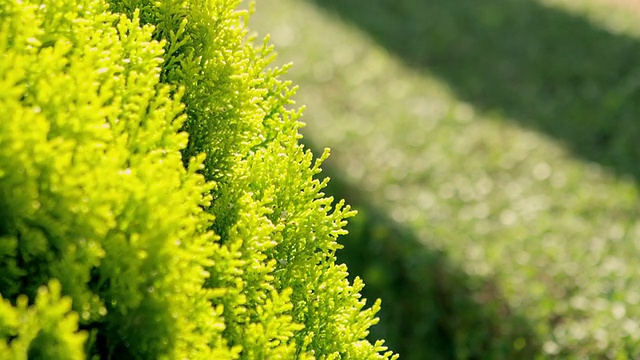 黄花植物野外特写视频素材