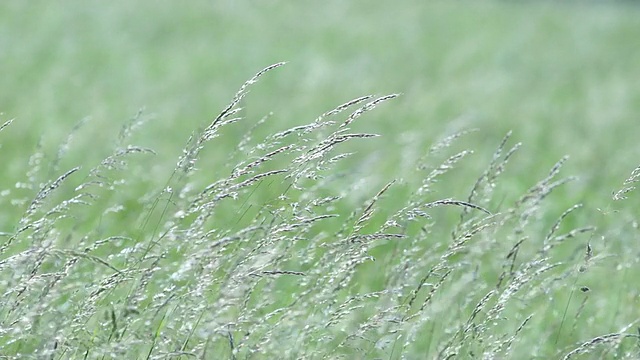 摇曳的野草视频素材