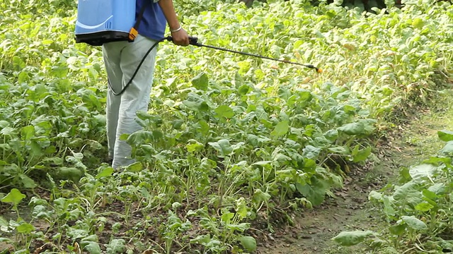 农民在菜地喷洒农药视频素材