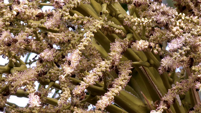 棕榈皇后花和蜜蜂(高清)视频素材