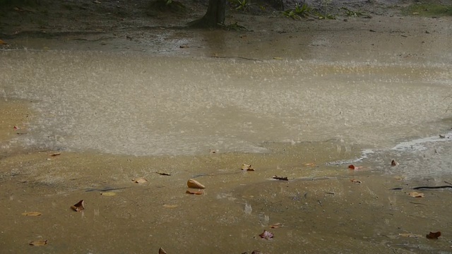 热带雨视频素材