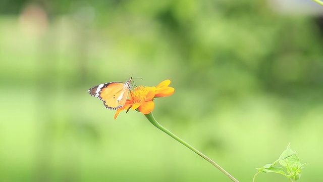 蝴蝶与黄花视频素材