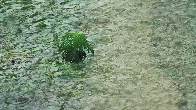 大雨中的绿色植物视频素材