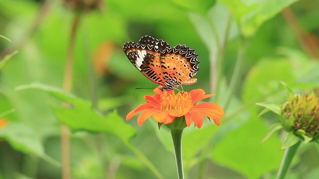 蝴蝶吃花蜜视频素材