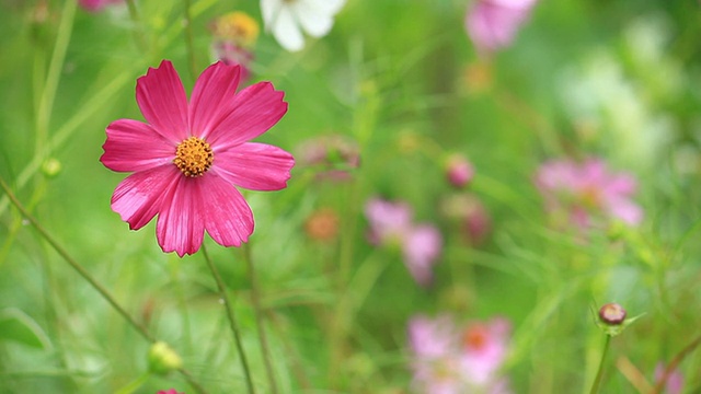 花。视频素材